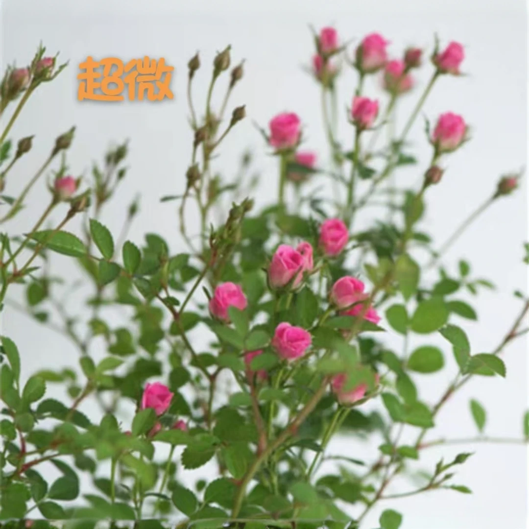 《8090花园》棒棒糖活动款《超微》