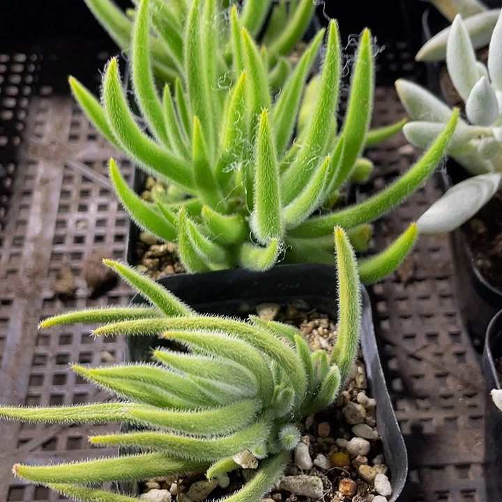 银狐2.8带盆土发货