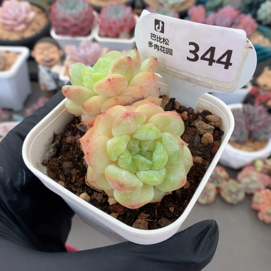 344 黄心体冰魄多肉