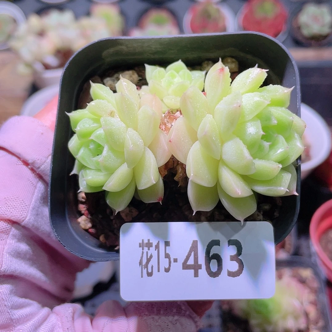 花利美15-463麦秆