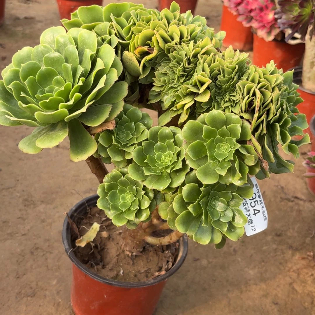 954绿羊绒缀化多肉植物