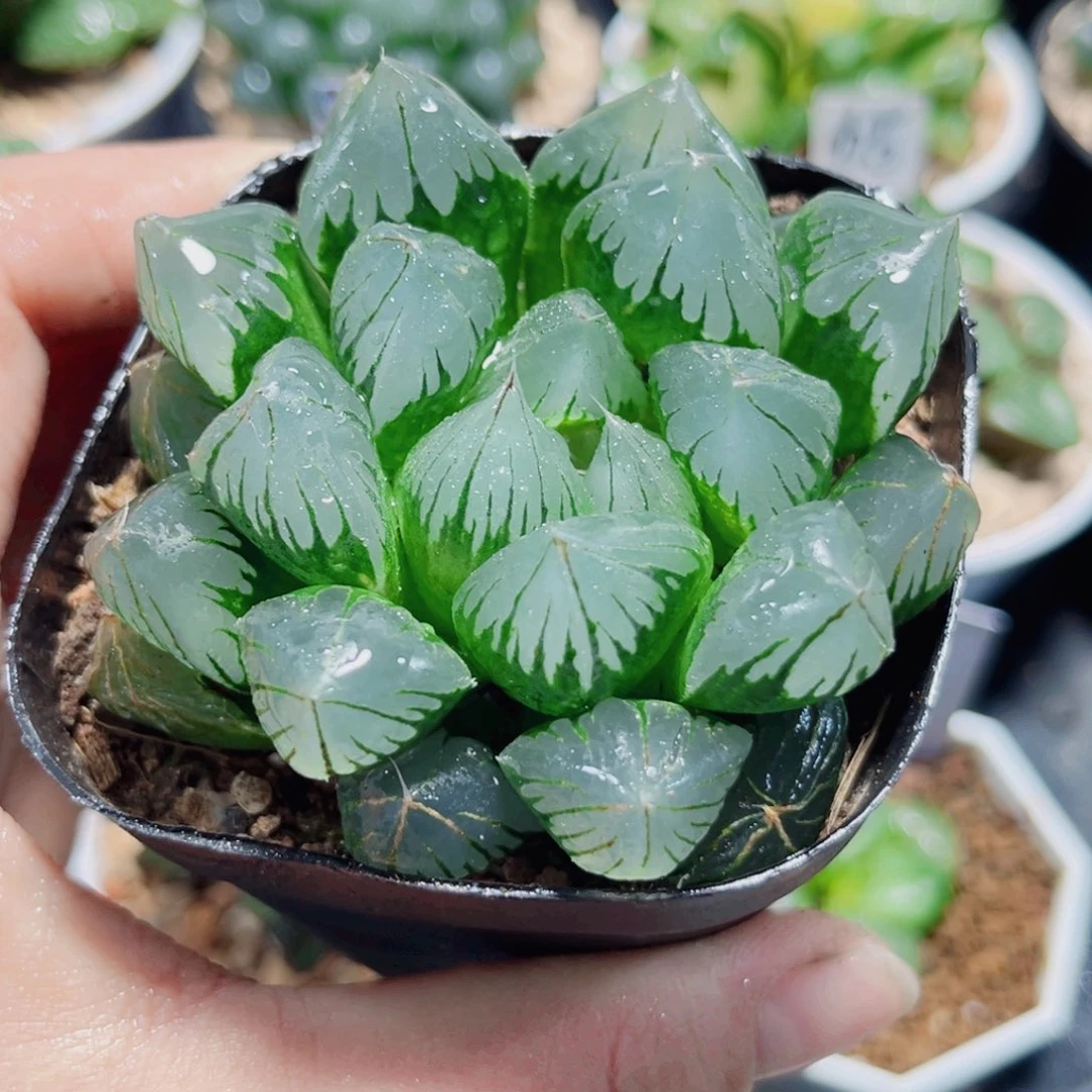 水晶大冰灯多肉植物