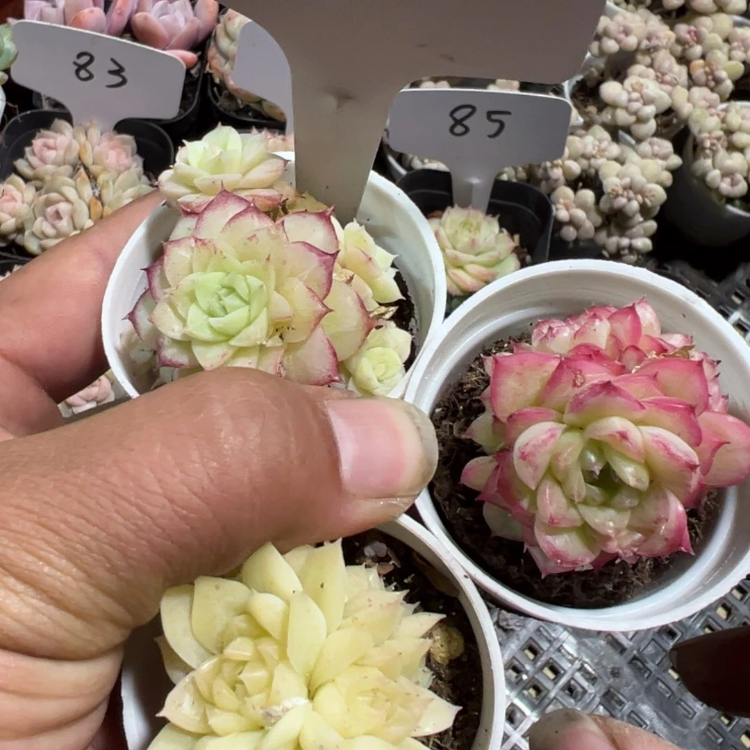 多肉植物多肉植物