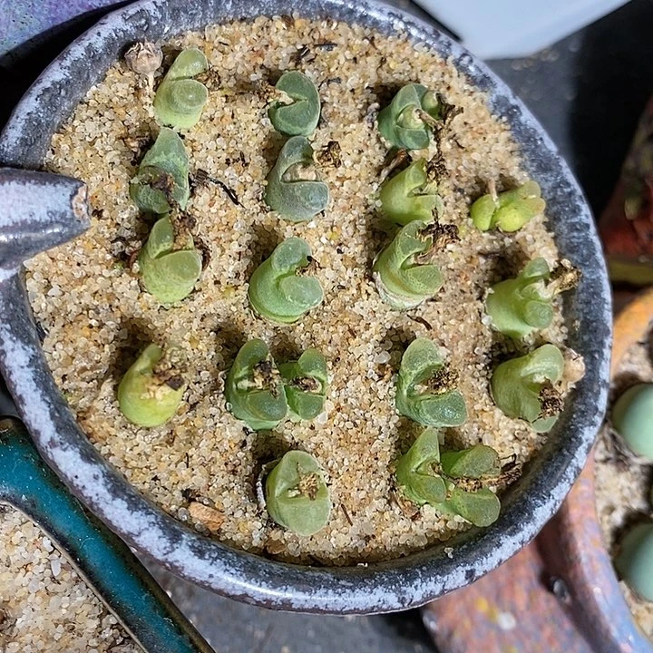 十颗奶瓶风铃。