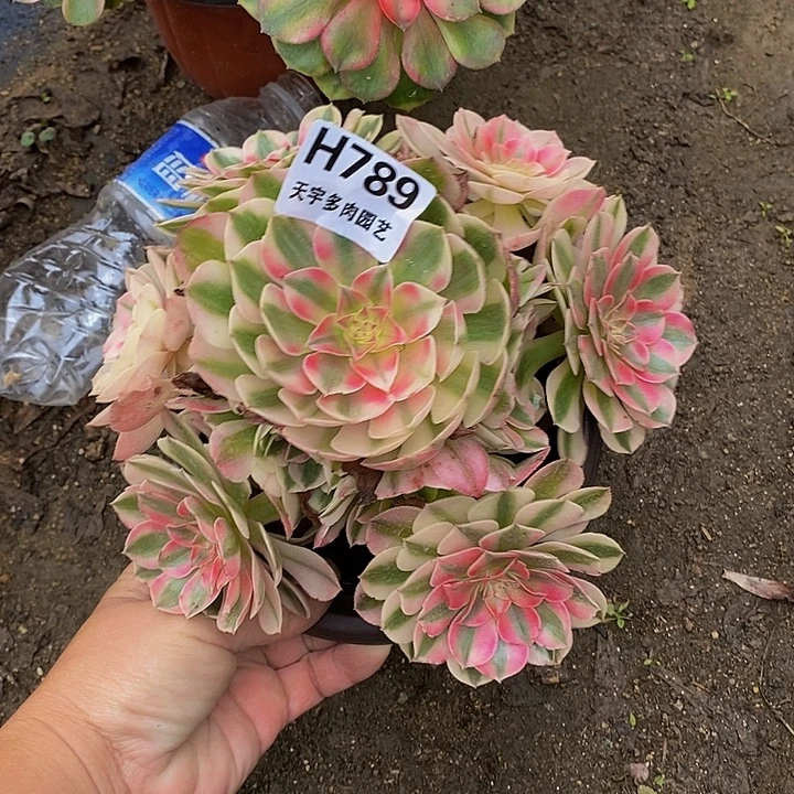多肉植物倾城789多肉