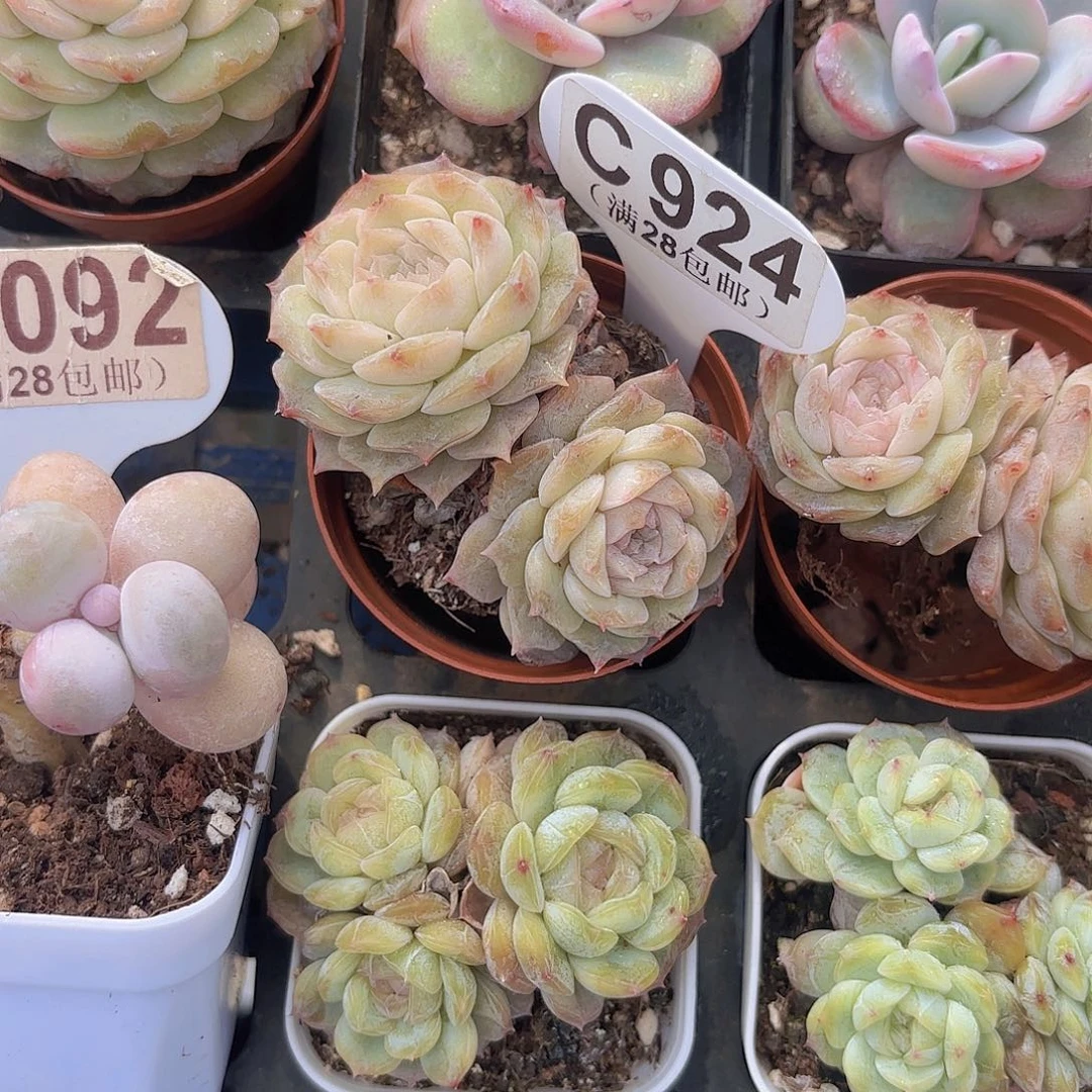C924纯恋一物一拍