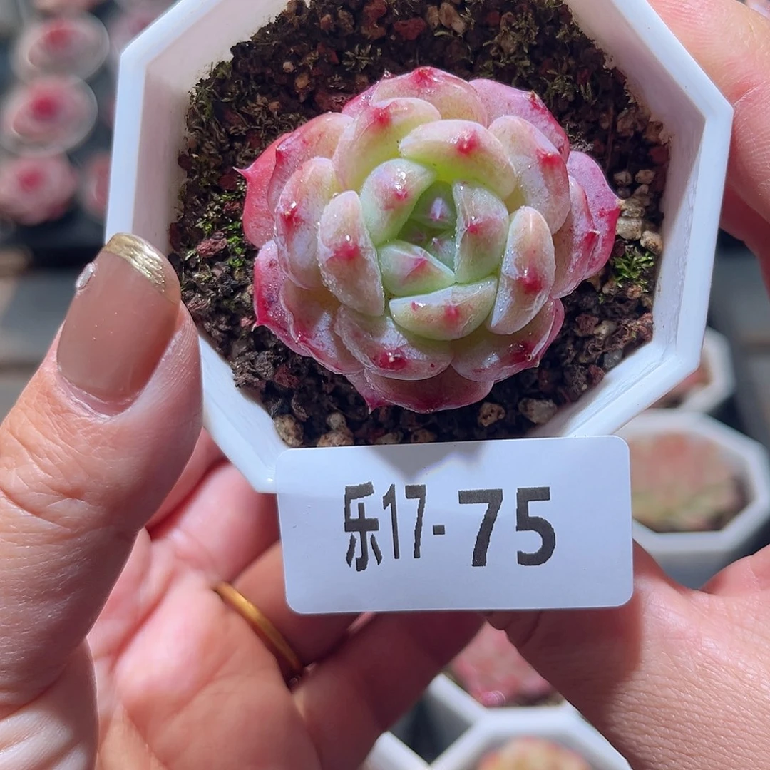 乐17-75 精选溏心