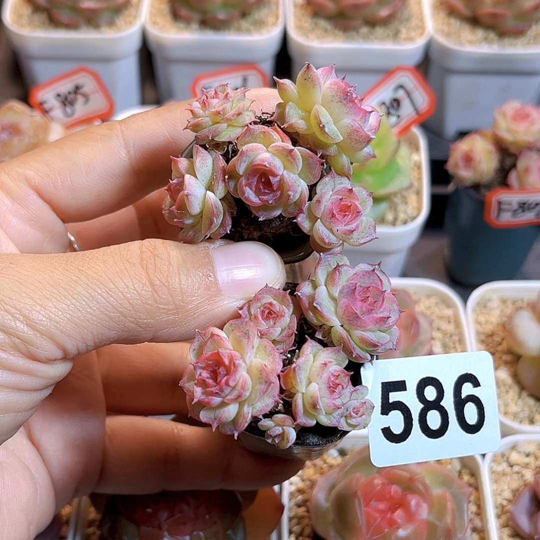 军***君586一物一拍 雪莉玫2