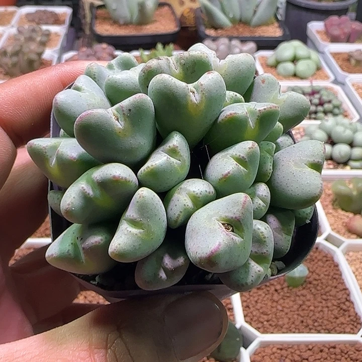 ****萌哈哈哈哈哈哈哈 254