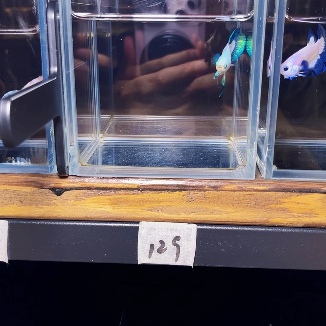 海水宙斯斗鱼竞拍09-14