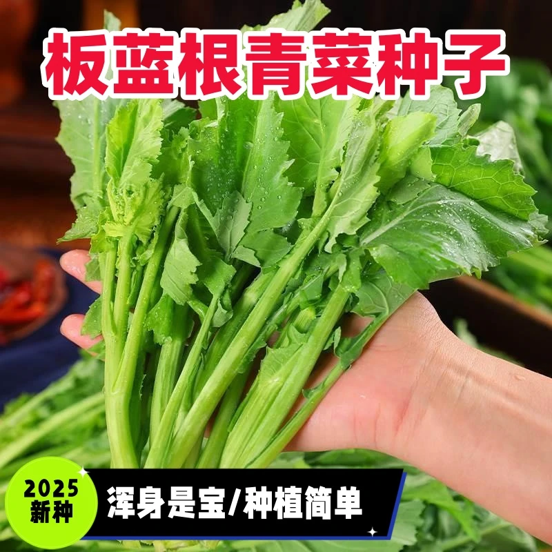 板蓝根种子青菜蔬菜种子板蓝根苗籽种四季种植清热解毒植物种孑