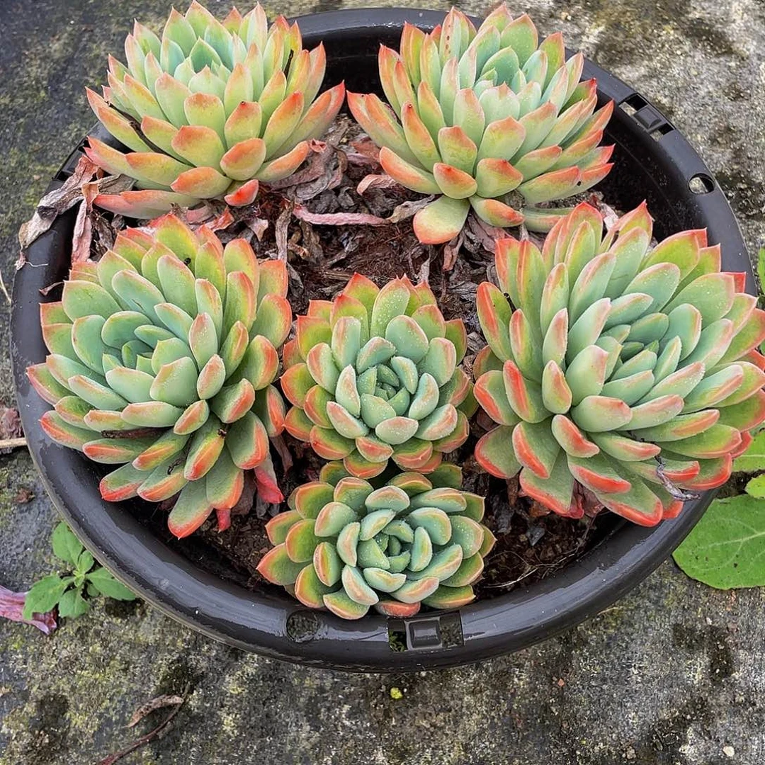 麦达斯国王多肉植物群4045