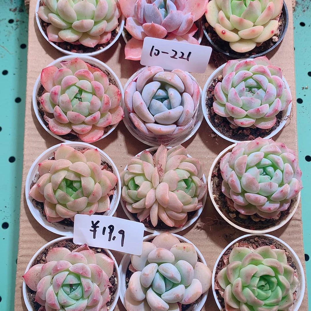 10-221一物一拍带盆18颗