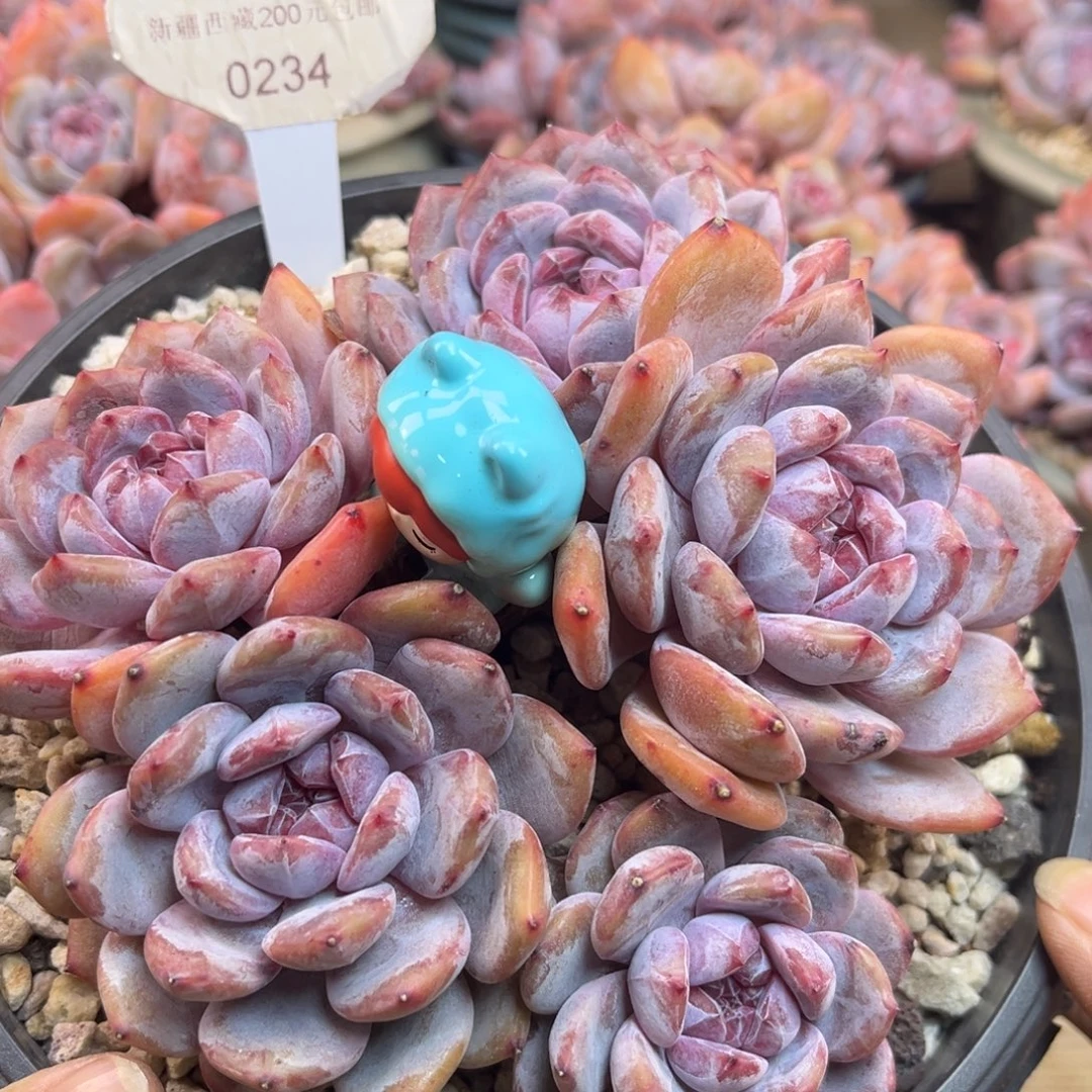 紫皮紫心234/16cm5头