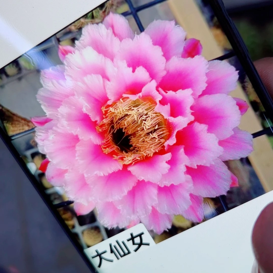 下77毛大仙女歪无根侧芽4公分左右20包邮