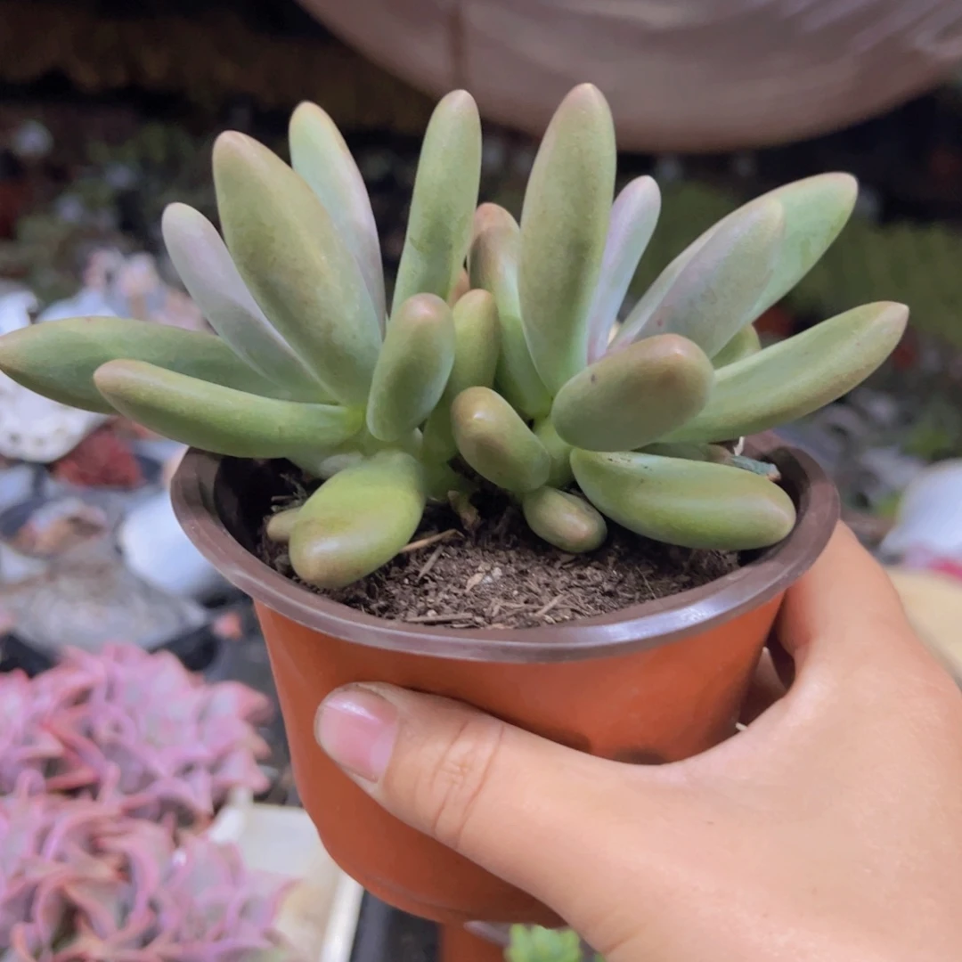 糖果美人双头起发