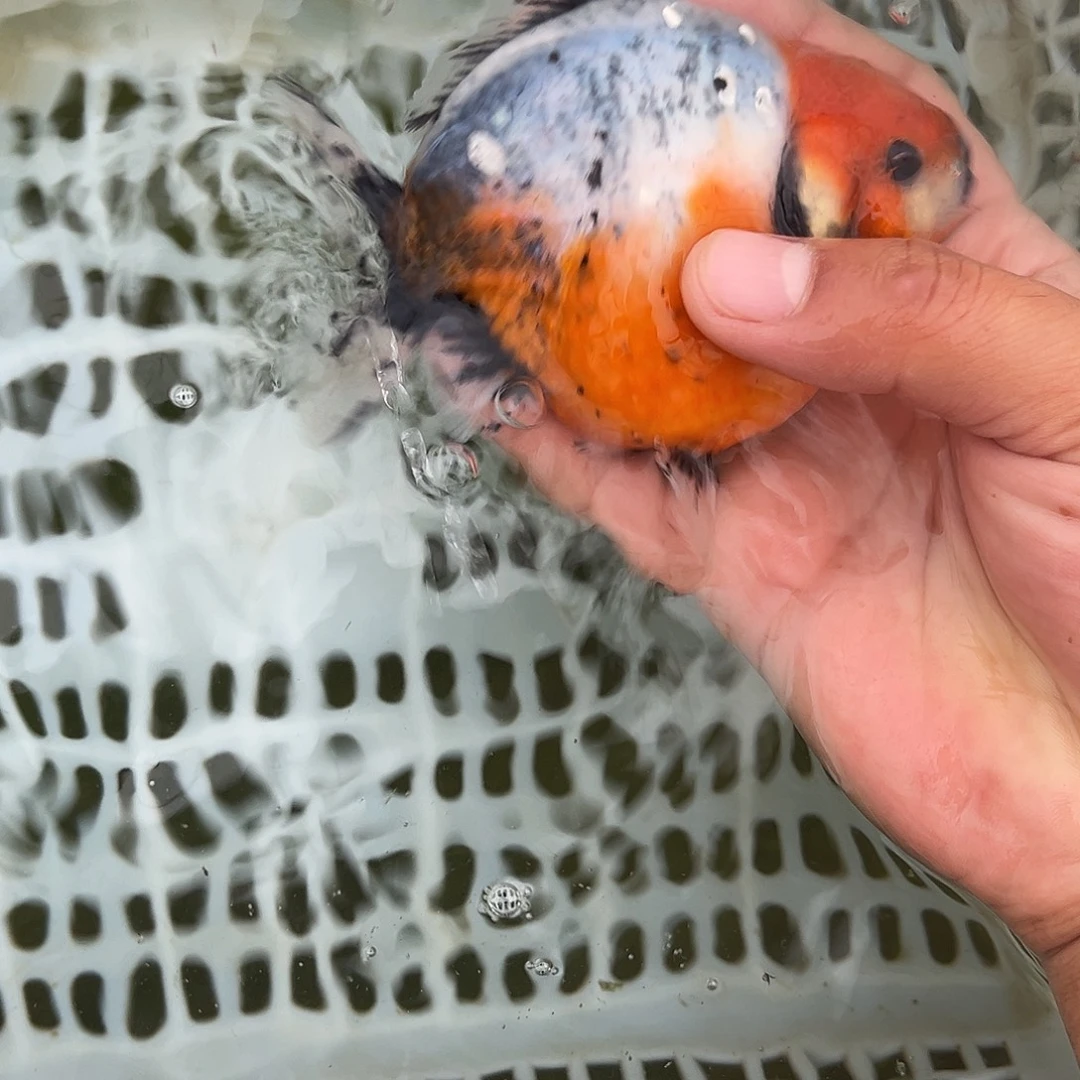 海水鱼淡水鱼观赏金鱼好看