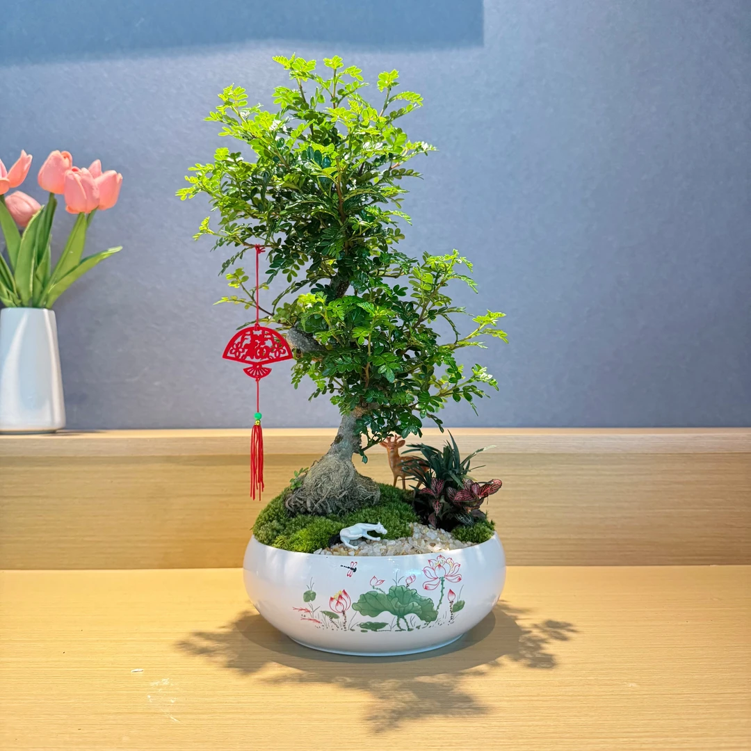 意境造景盆景S弯老桩清香胡椒木盆栽室内玄关盆景