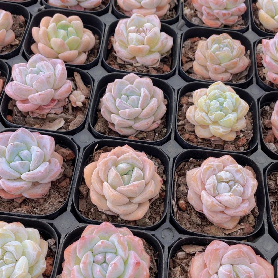 1262号 肥胖奶油大白兔单头2个