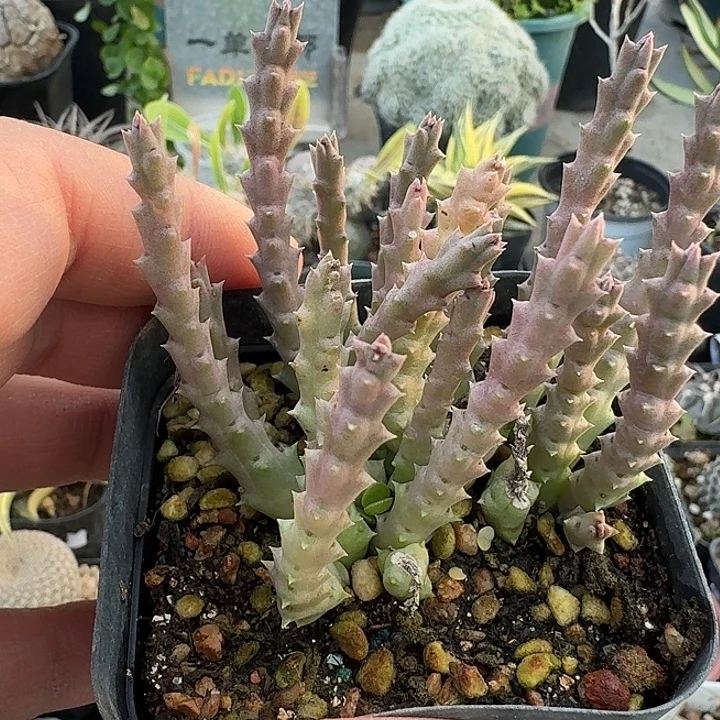 201豹皮花脱土发货