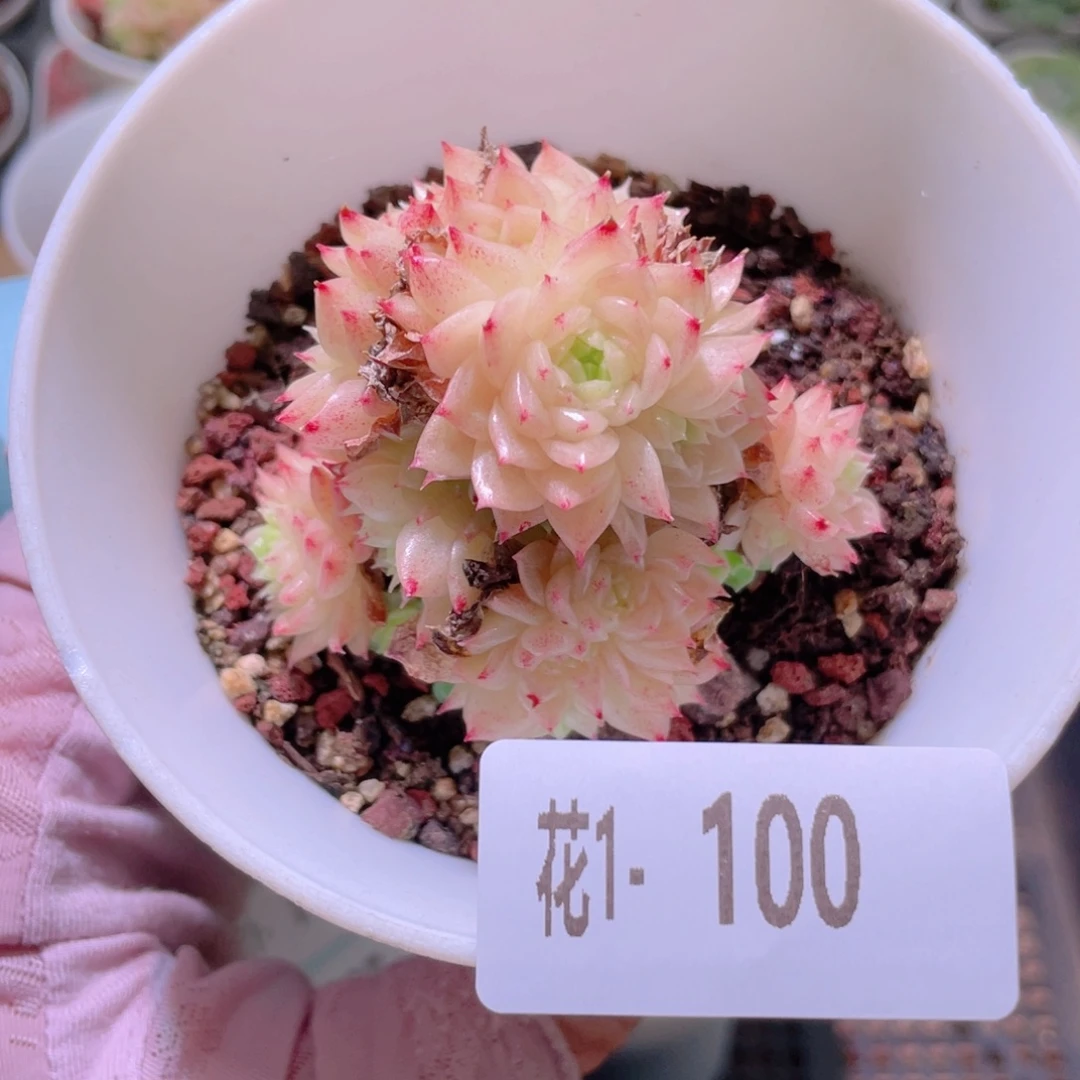 花利美1-100麦秆群