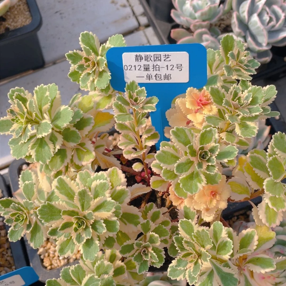 0212-12-亚特兰蒂斯进大群一刻