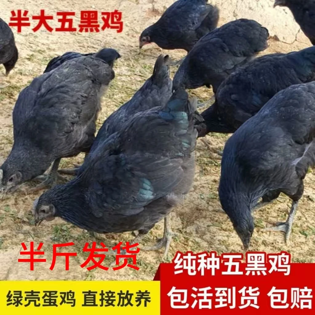 半大五黑鸡黑凤鸡宠物鸡【顺丰包邮】半斤发货10只