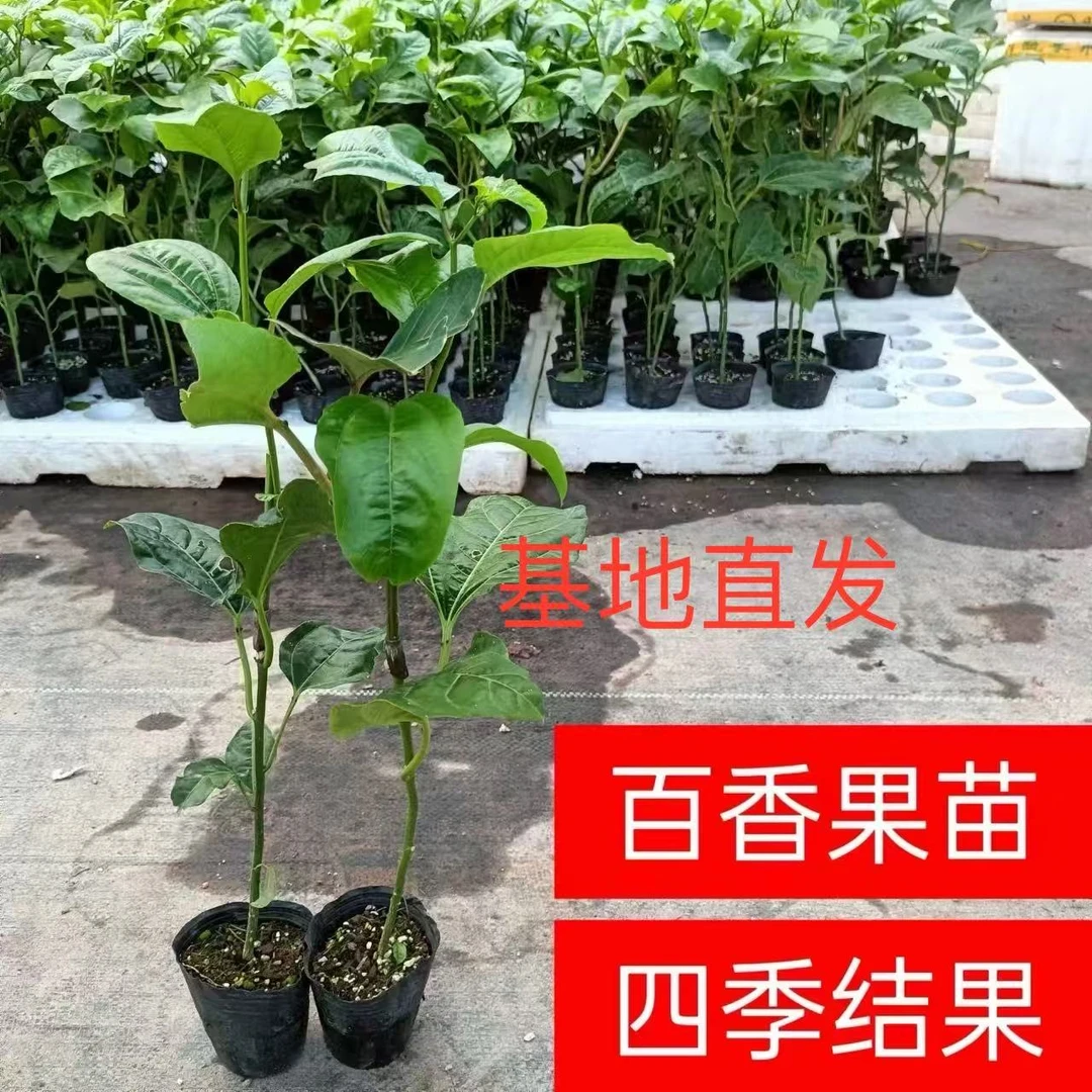 百香果大树苗钦蜜黄金9号百香果果苗嫁接苗纯甜无酸四季结果带土