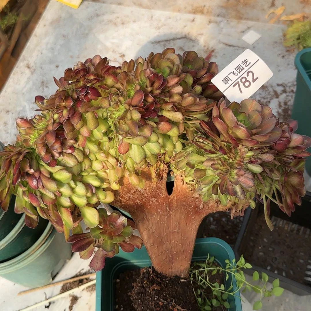 语*782多肉 抹茶缀 和黑魔锦一起发