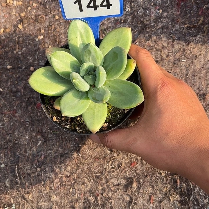 多肉植物圆叶144海洋之歌