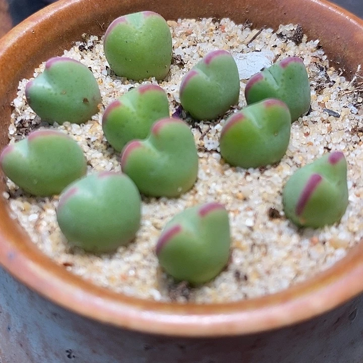 415将杂琥珀一颗。