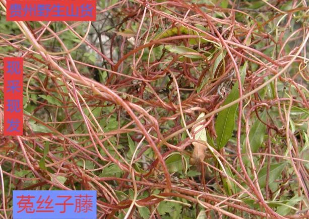 贵州野生无娘藤，菟丝子藤