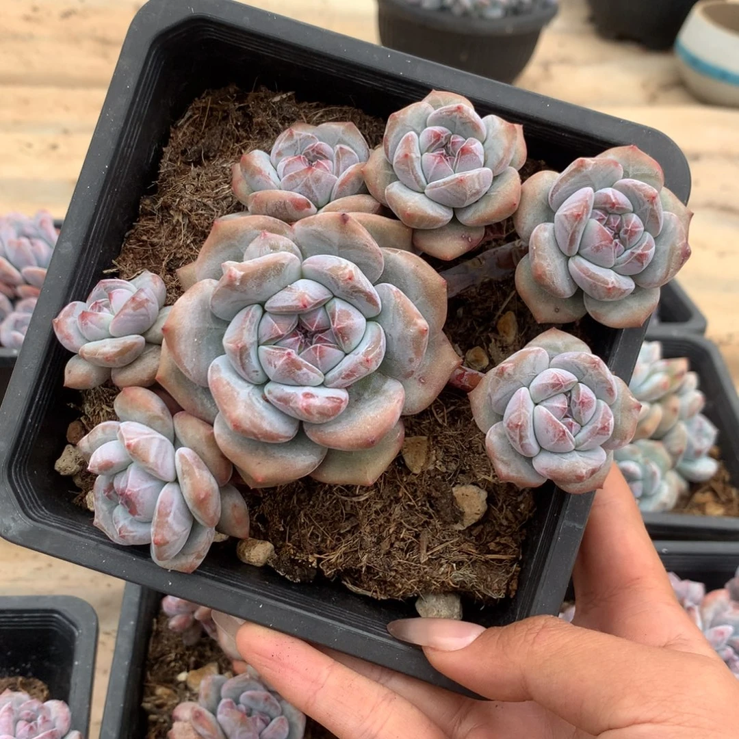 石榴籽小脸趴地长腿