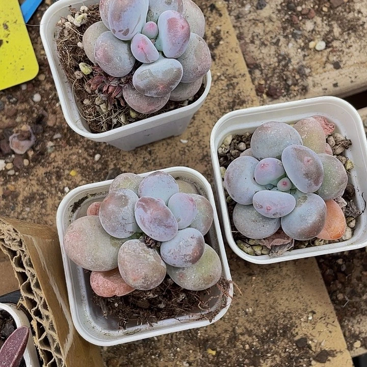 紫奶6.8带盆土发货