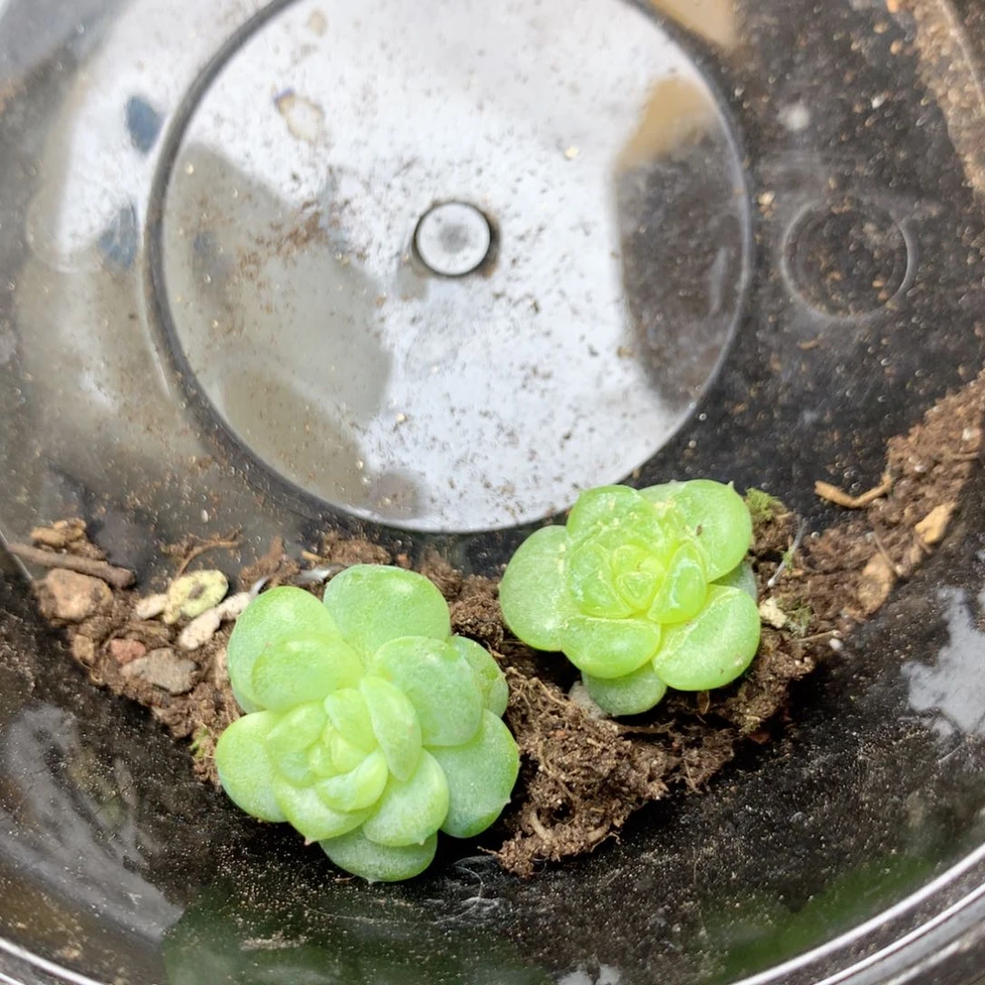 无花朵Z112秃子绿透珍妮Q42