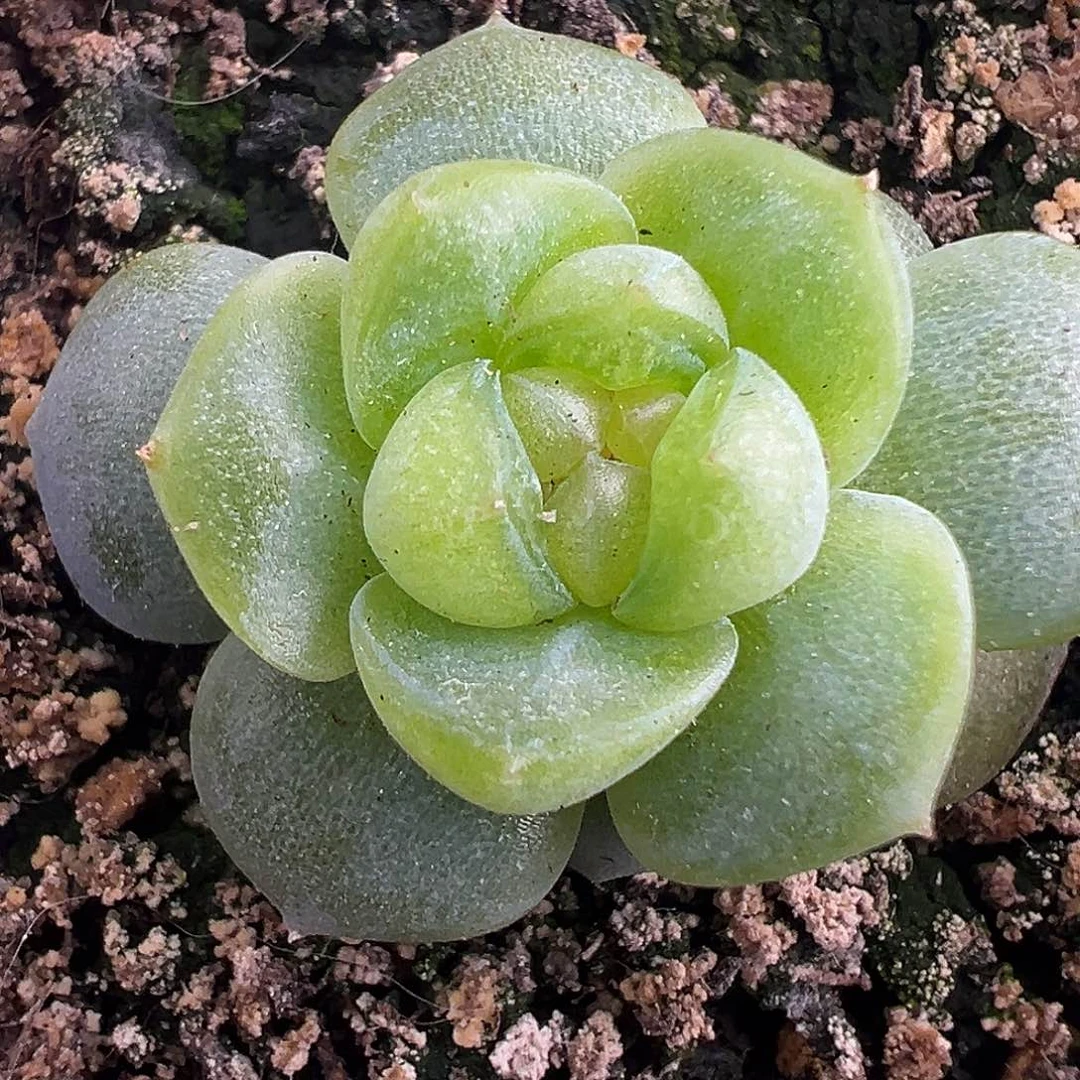 风花雪月白。