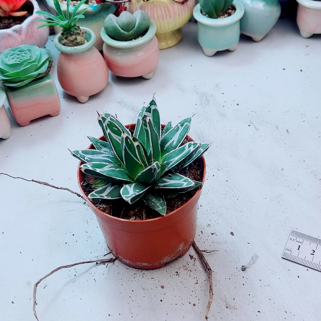 是之雪龙蛇蓝多肉植物