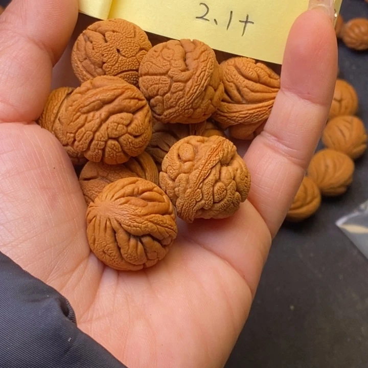 秦岭龙纹桃核13颗