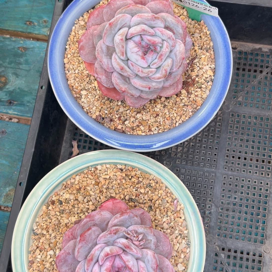 多肉一物一拍0126-26