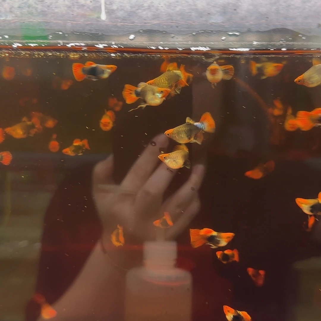 孔雀鱼深海蓝球5对随机