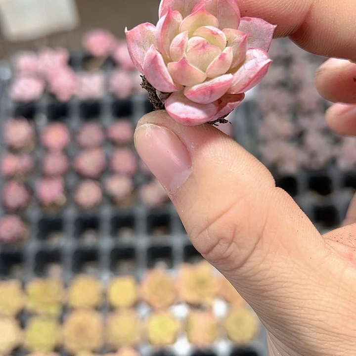 蔓越莓 满10颗包邮