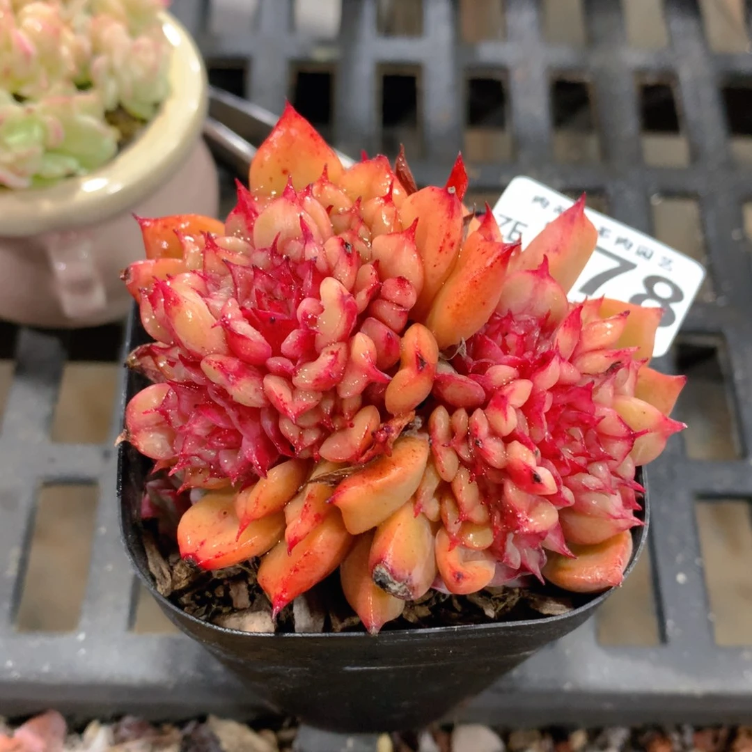 肉萌萌拇指盆精控多肉ZE378