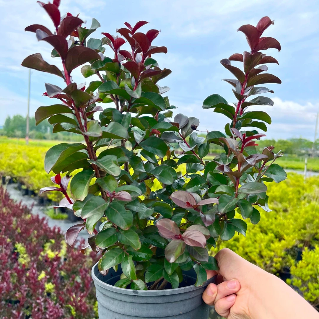 多花矮生紫薇夏季开花耐晒耐寒树苗盆栽阳台庭院室外皆可花卉绿植