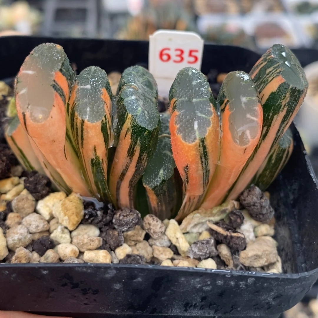 不开花植物635赤斑玉扇十二卷多肉