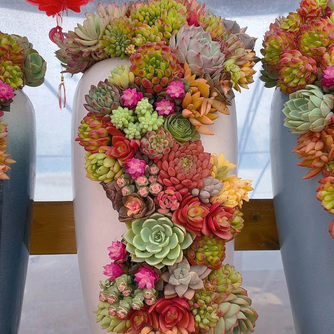 130龙凤花园多肉组合