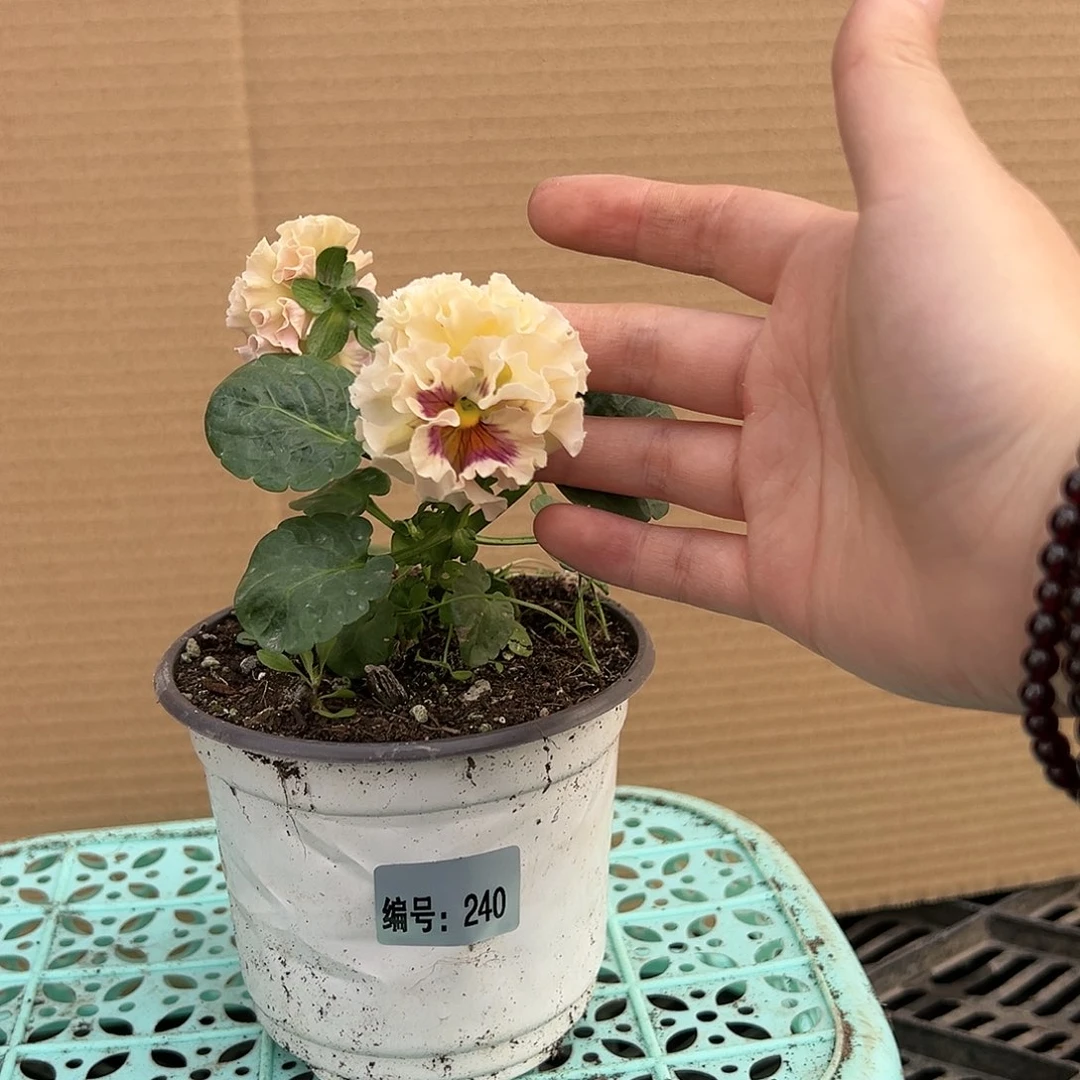 【闪购商品】完全开放240号