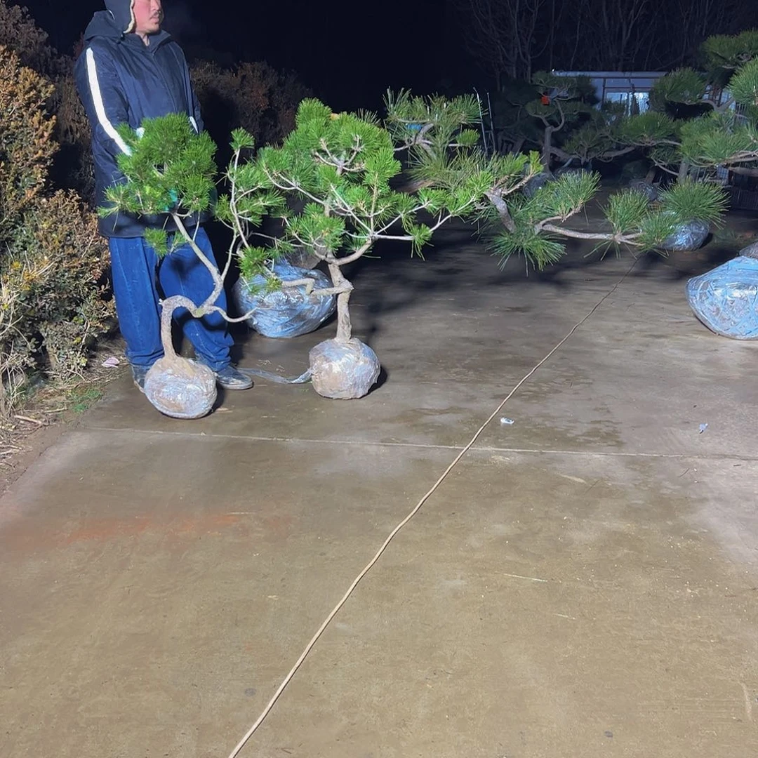 无花朵远*?88888888888