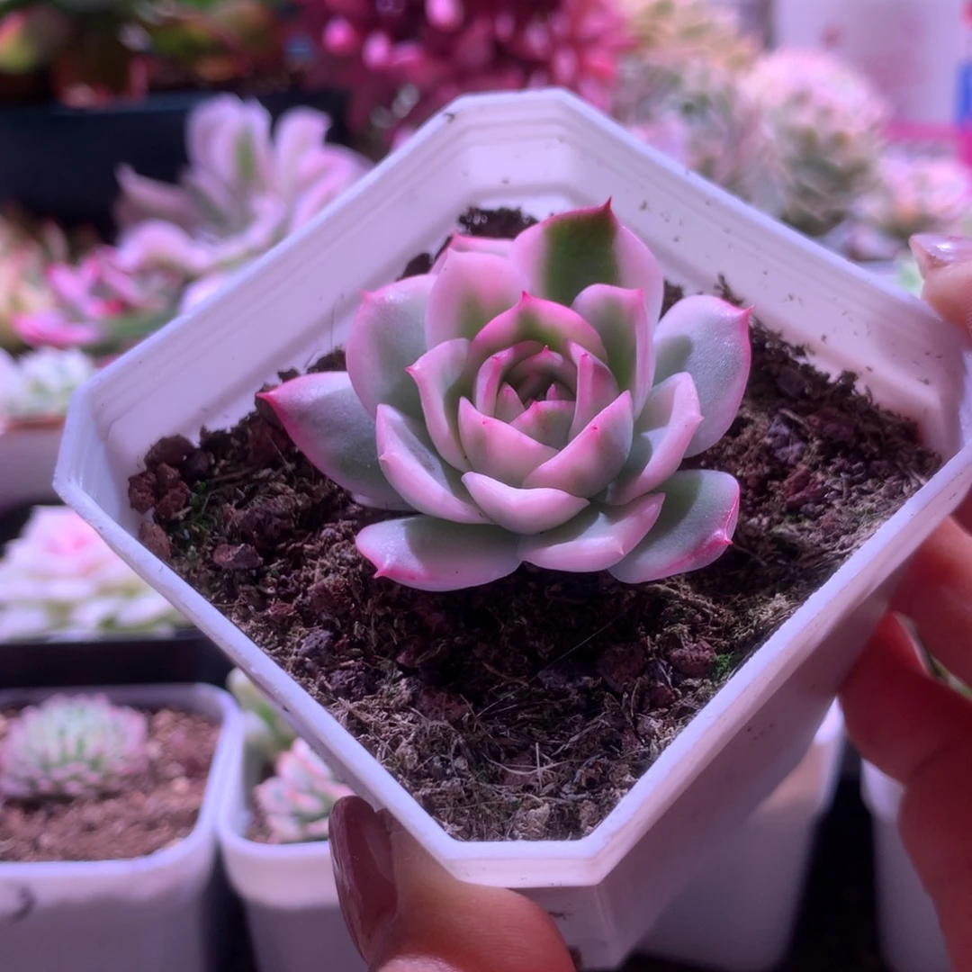 粉水晶覆轮锦有根