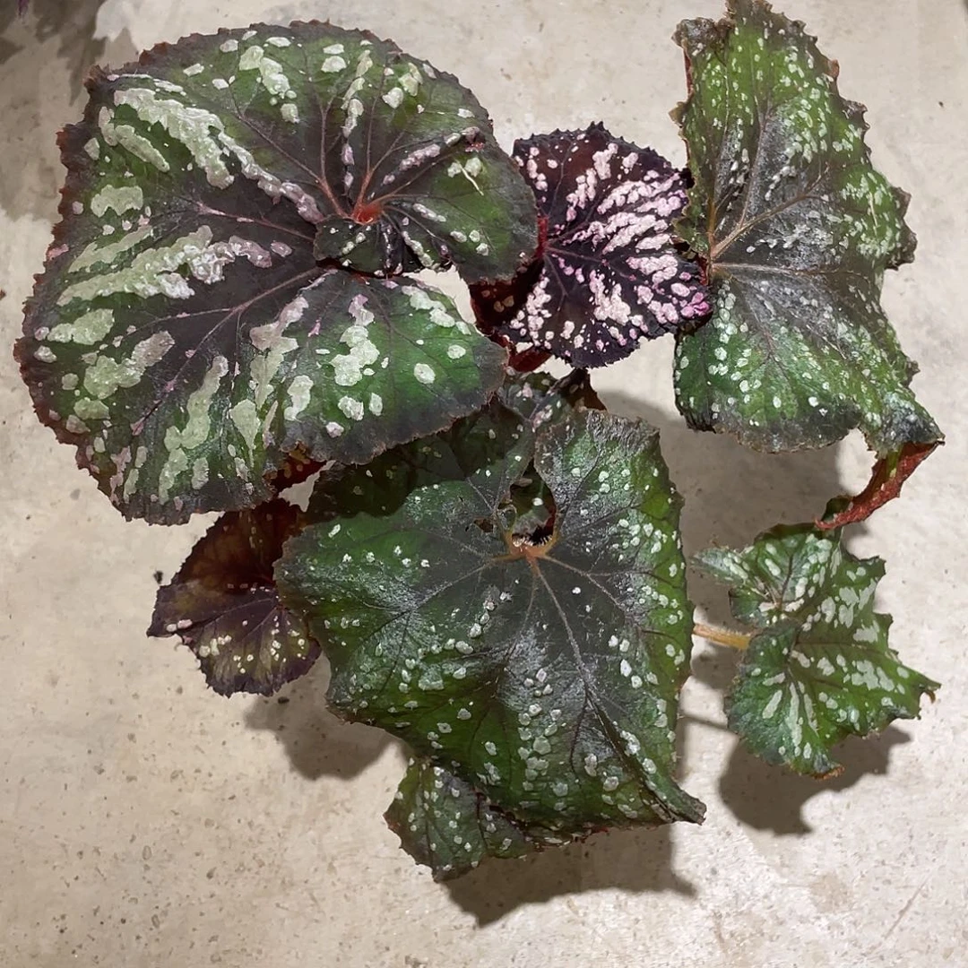 无花朵嗨皮秋海棠