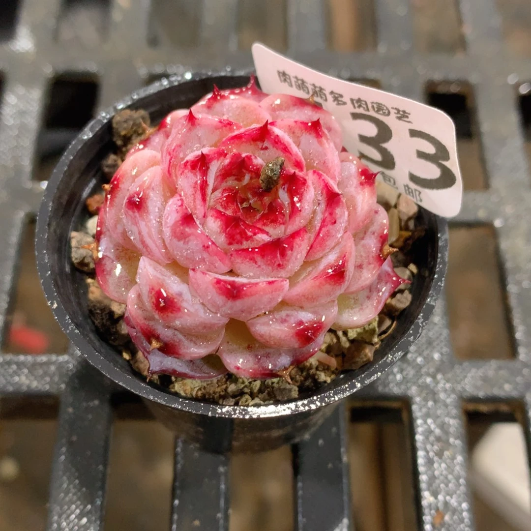 肉萌萌拇指盆精控多肉YR133